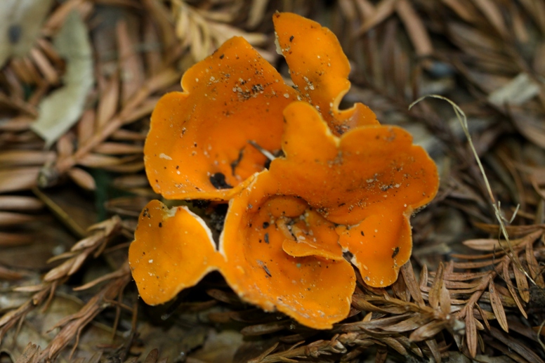 fungus fair